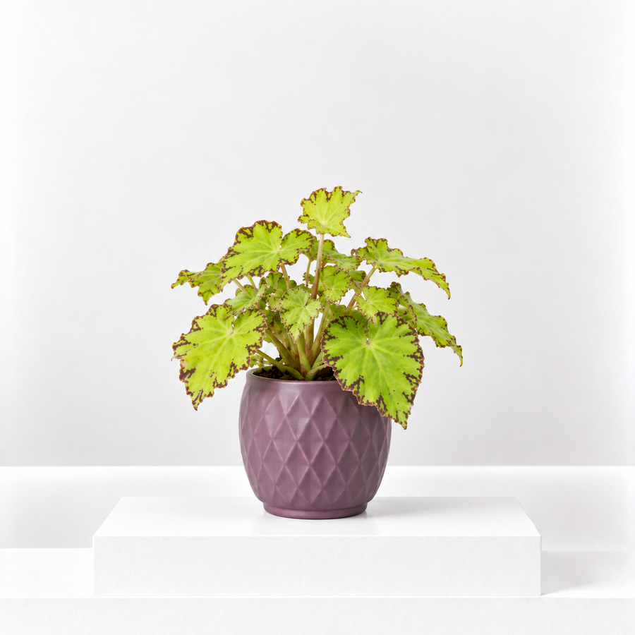 Begonia Beleaf Lima Love  1