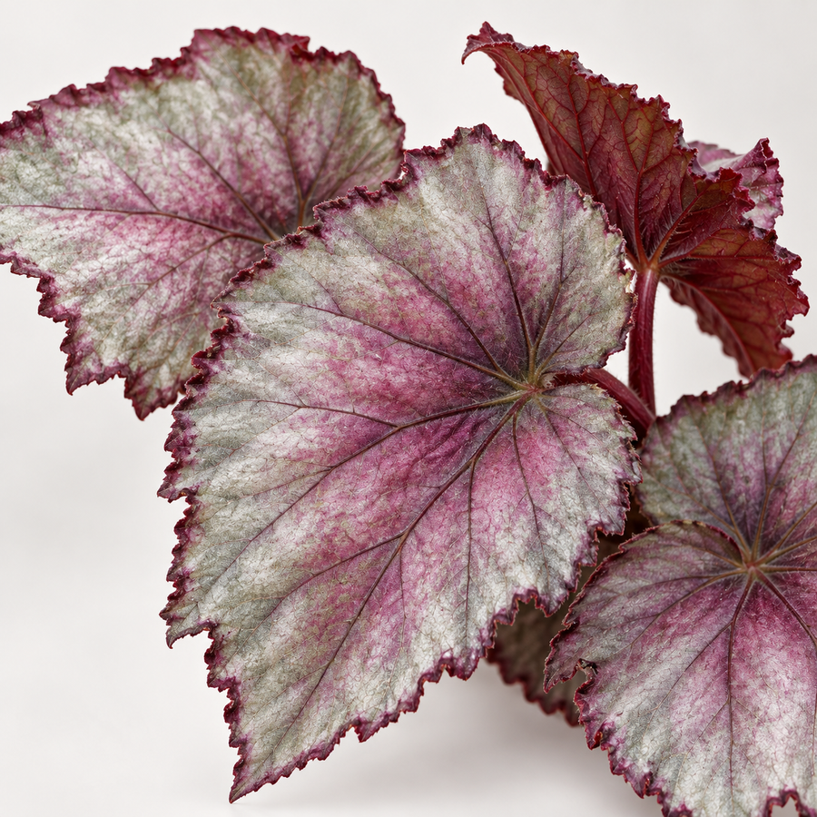 Begonia Beleaf Maori Haze  3
