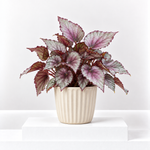 Begonia Beleaf Maori Haze  1