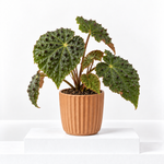 Begonia Ferox  1