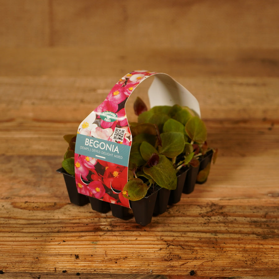 Plug Plants - Begonia Devils Delight Mix  2