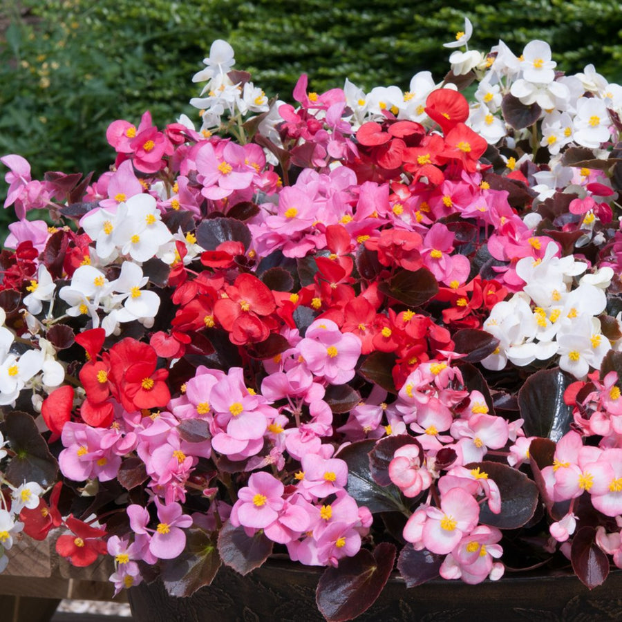 Plug Plants - Begonia Devils Delight Mix  1