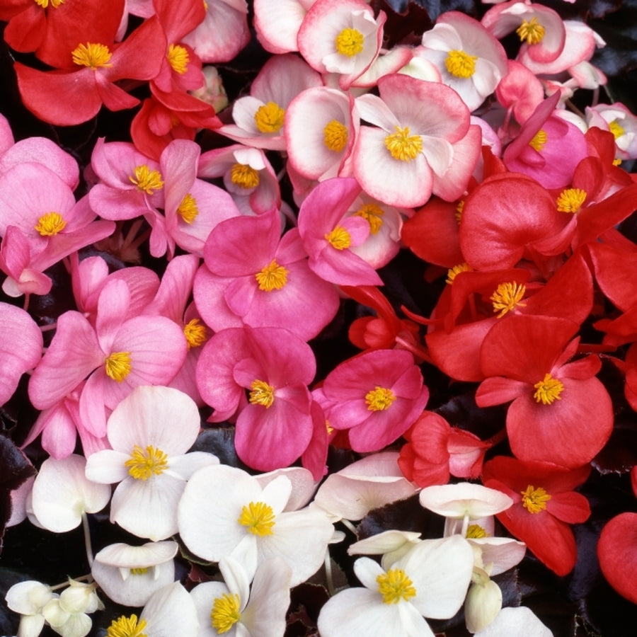Plug Plants - Begonia Devils Delight Mix  4