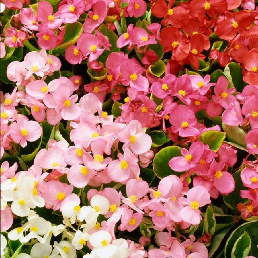 Plug Plants - Begonia Heavens Delight Mix  1