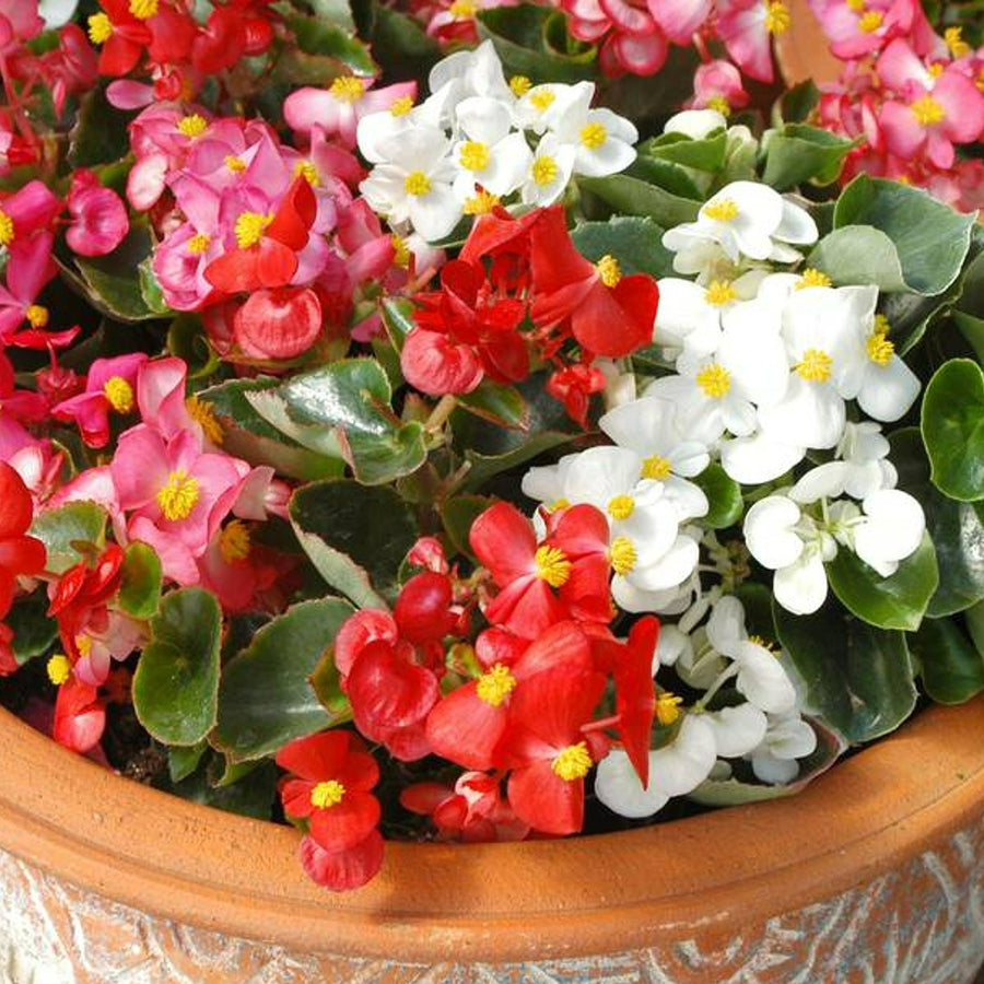 Plug Plants - Begonia Heavens Delight Mix  3
