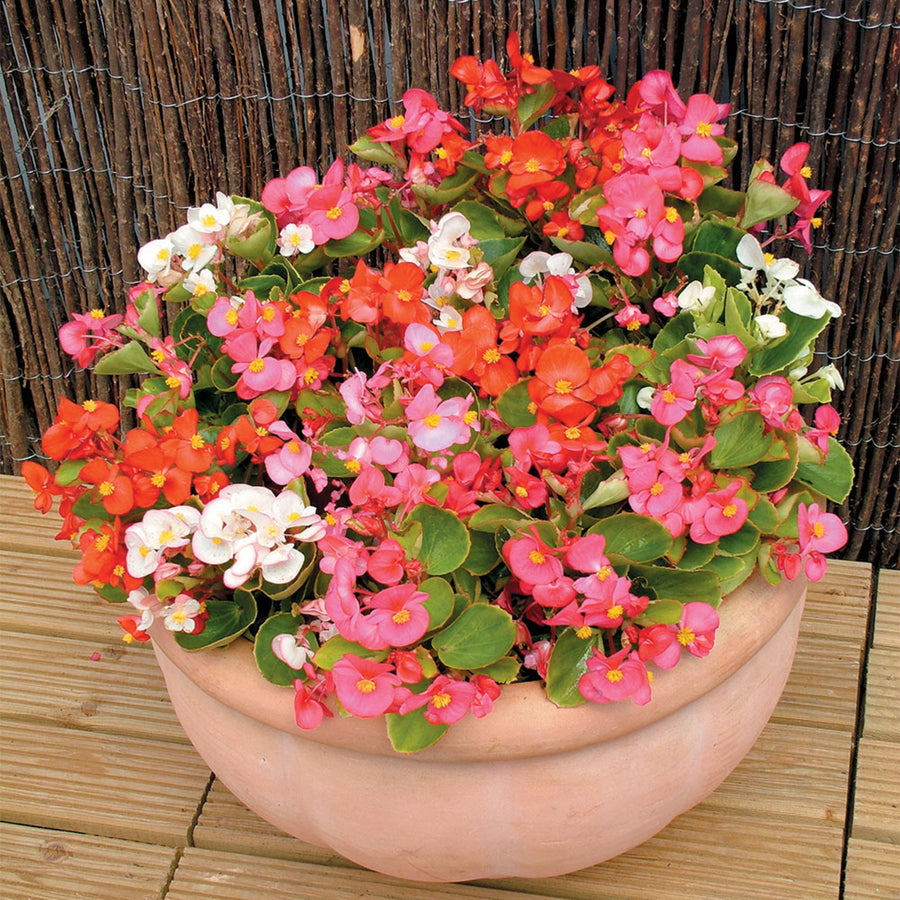 Plug Plants - Begonia Heavens Delight Mix  4