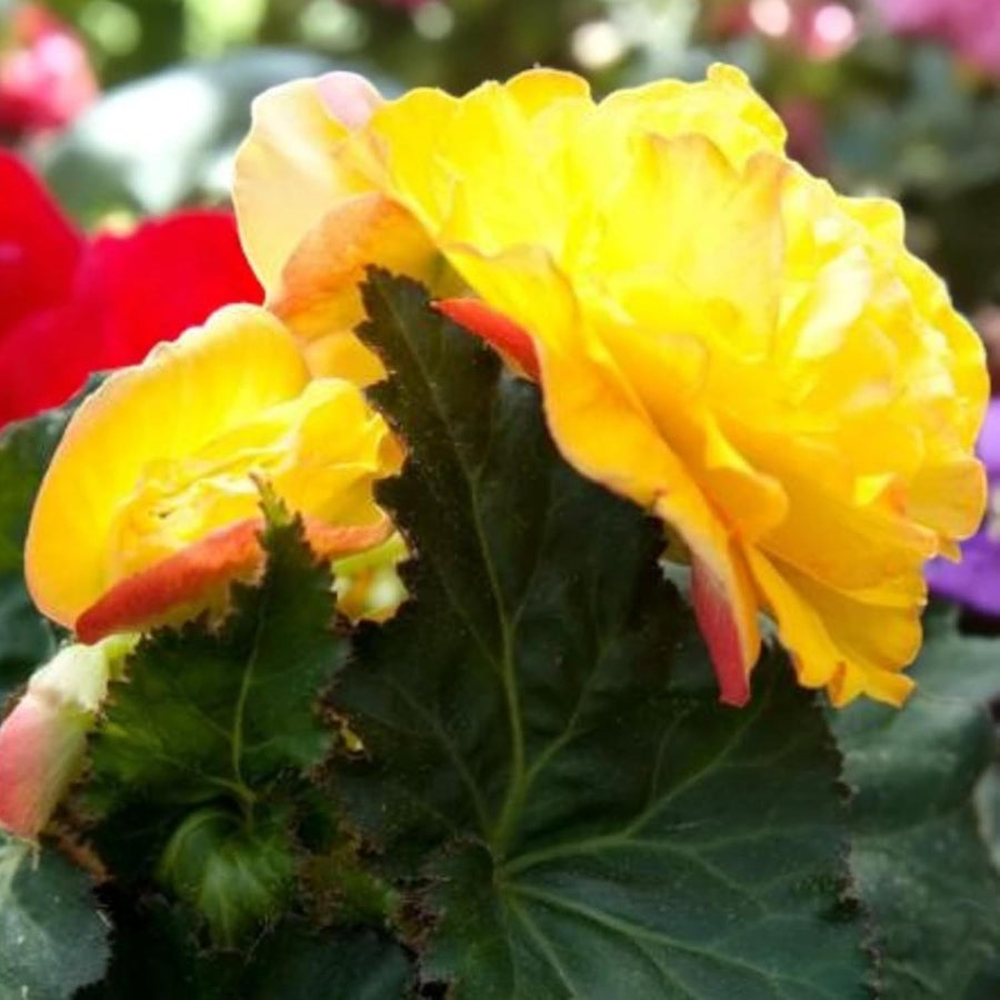 Begonia Nonstop Yellow Red Back Summer Bedding Plant  3