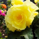 Begonia Nonstop Yellow Red Back Summer Bedding Plant  1