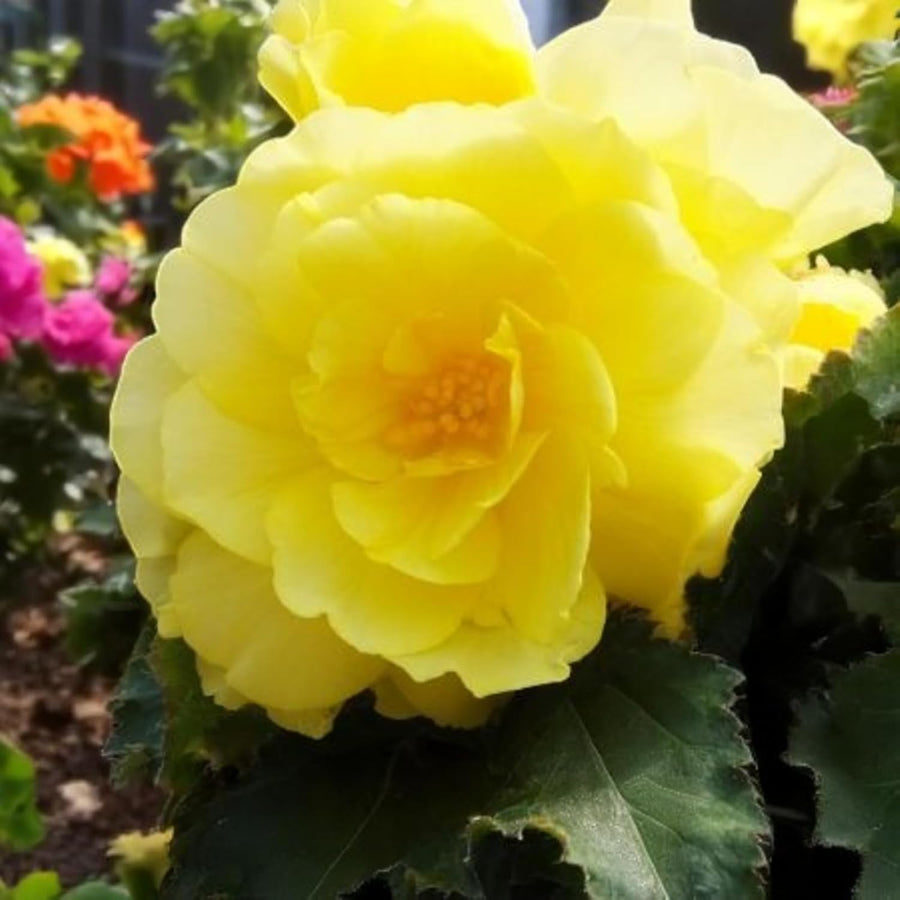 Begonia Nonstop Yellow Red Back Summer Bedding Plant  1