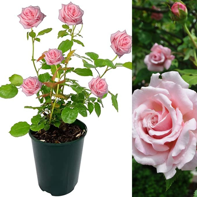 Pink Rose Bush - Belinda's Dream belindasdream 2