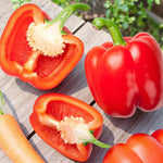 Bell Boy Bell Pepper  2