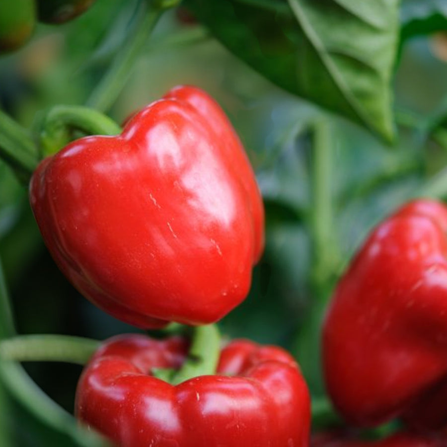 Bell Boy Bell Pepper  1