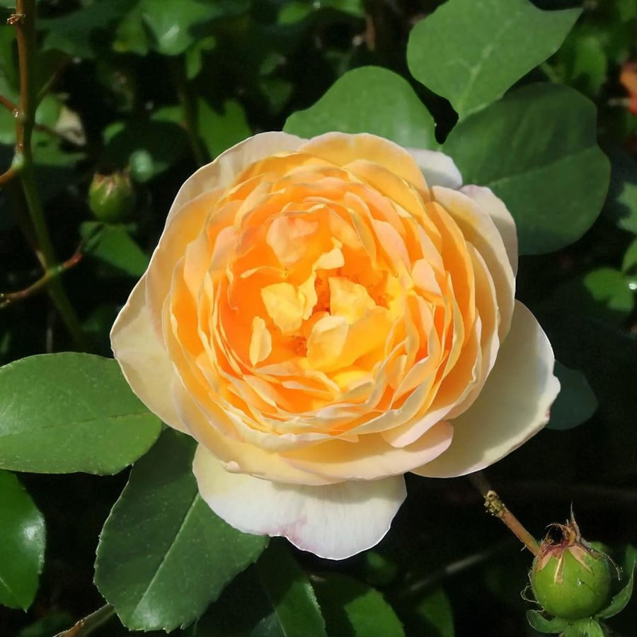 Belle de Jour Bare Root Rose  1