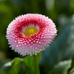 Bellis Perennis Strawberries & Cream Bellis Perennis Strawberries & Cream image3 3