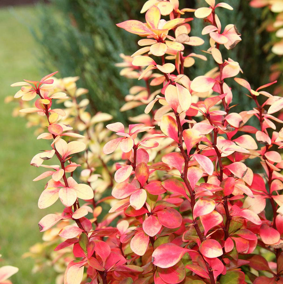 Berberis Thunbergii Orange Rocket berberisorangerocket 6