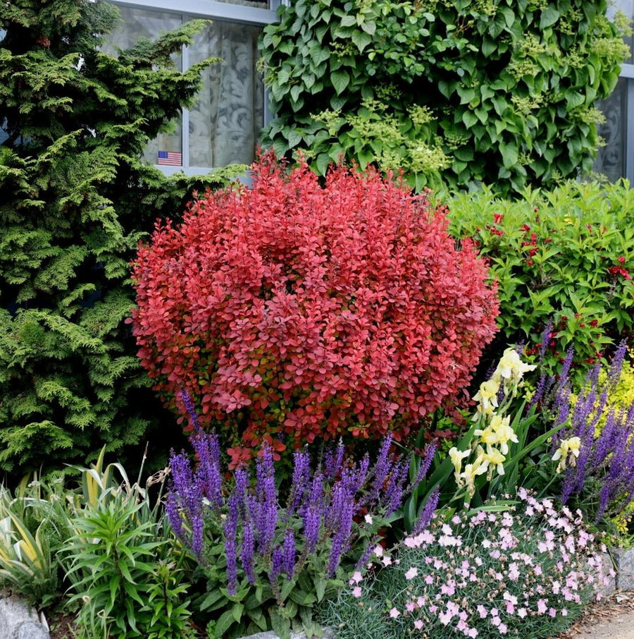Berberis Thunbergii Orange Rocket berberisorangerocket1 3