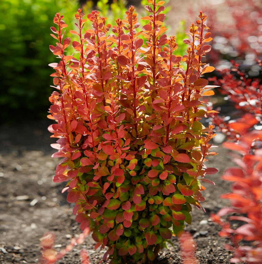 Berberis Thunbergii Orange Rocket berberisorangerocket2 5