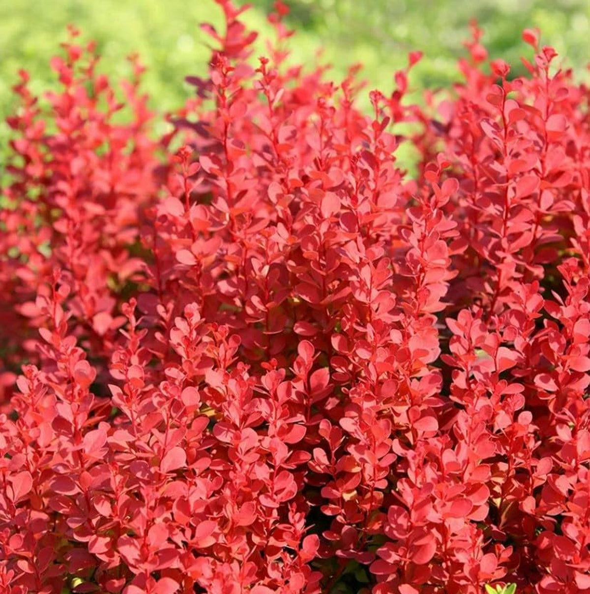 Berberis Thunbergii Rocket