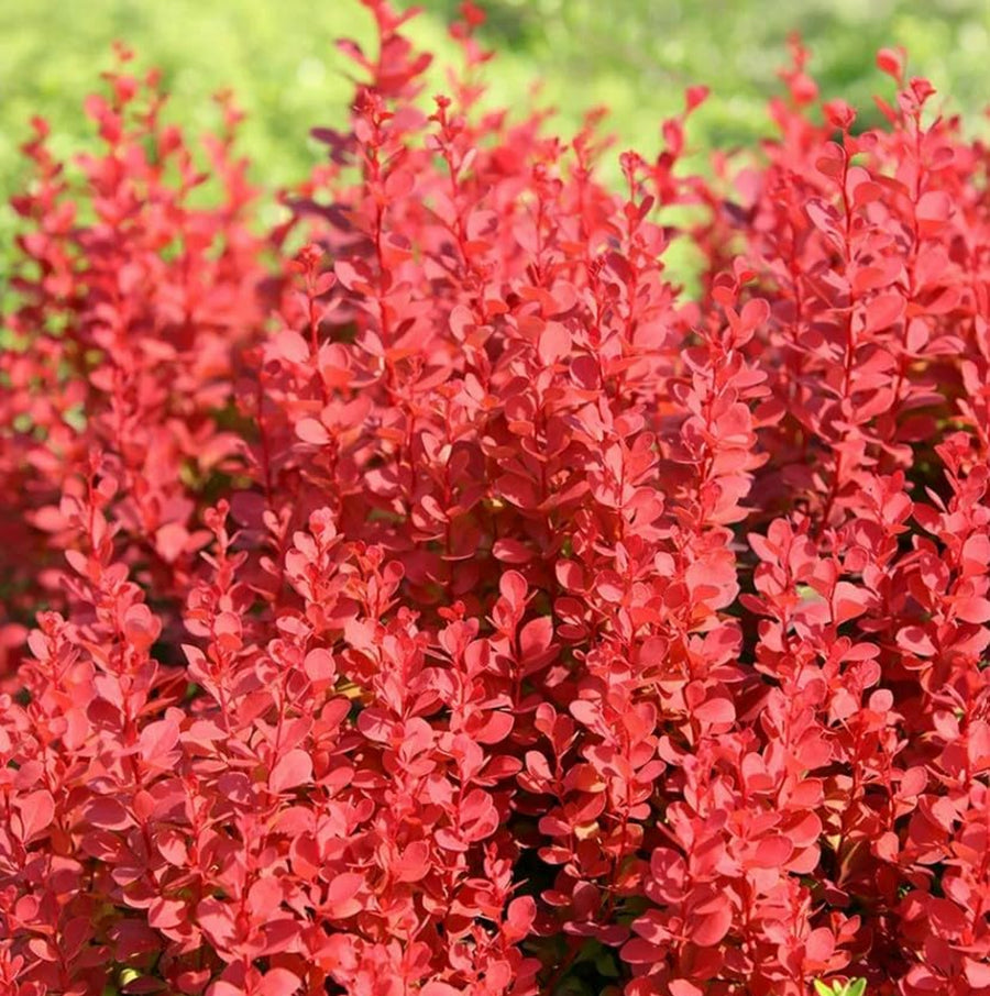 Berberis Thunbergii Orange Rocket berberisorangerocket3 1
