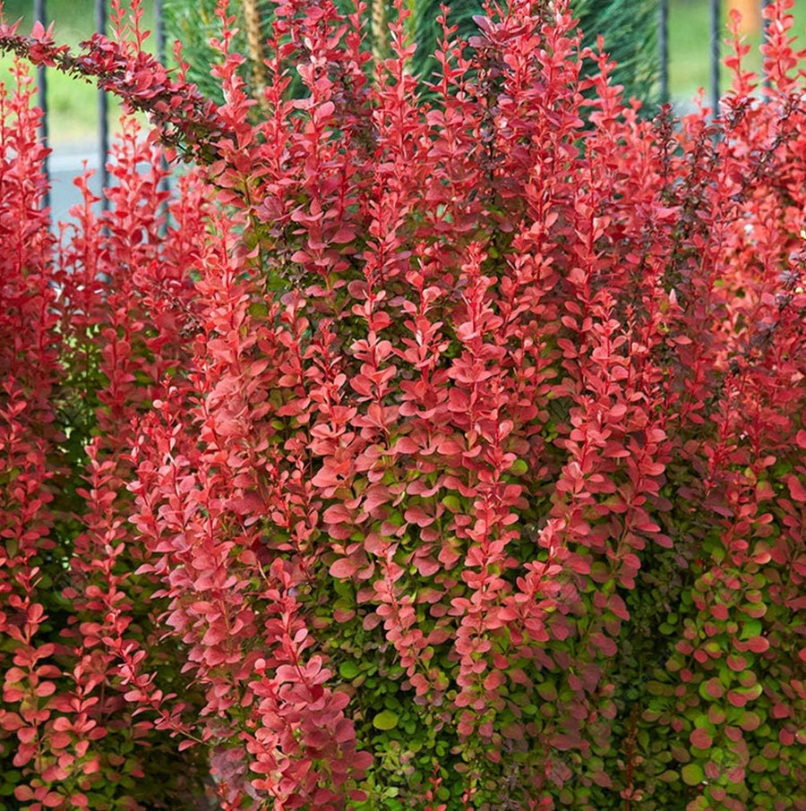 Berberis Thunbergii Orange Rocket berberisorangerocket4 4