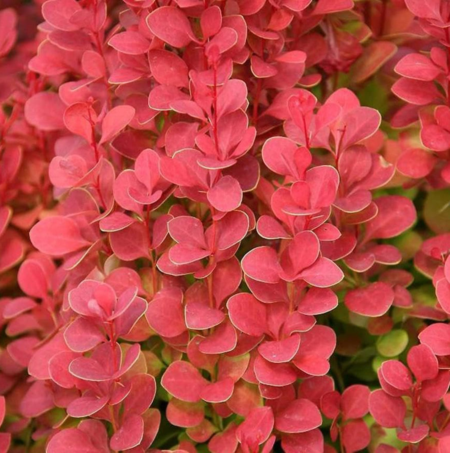 Berberis Thunbergii Orange Rocket berberisorangerocket5 1