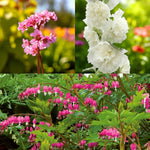 Bergenia, Alcea & Dicentra Bare Root Mix  1