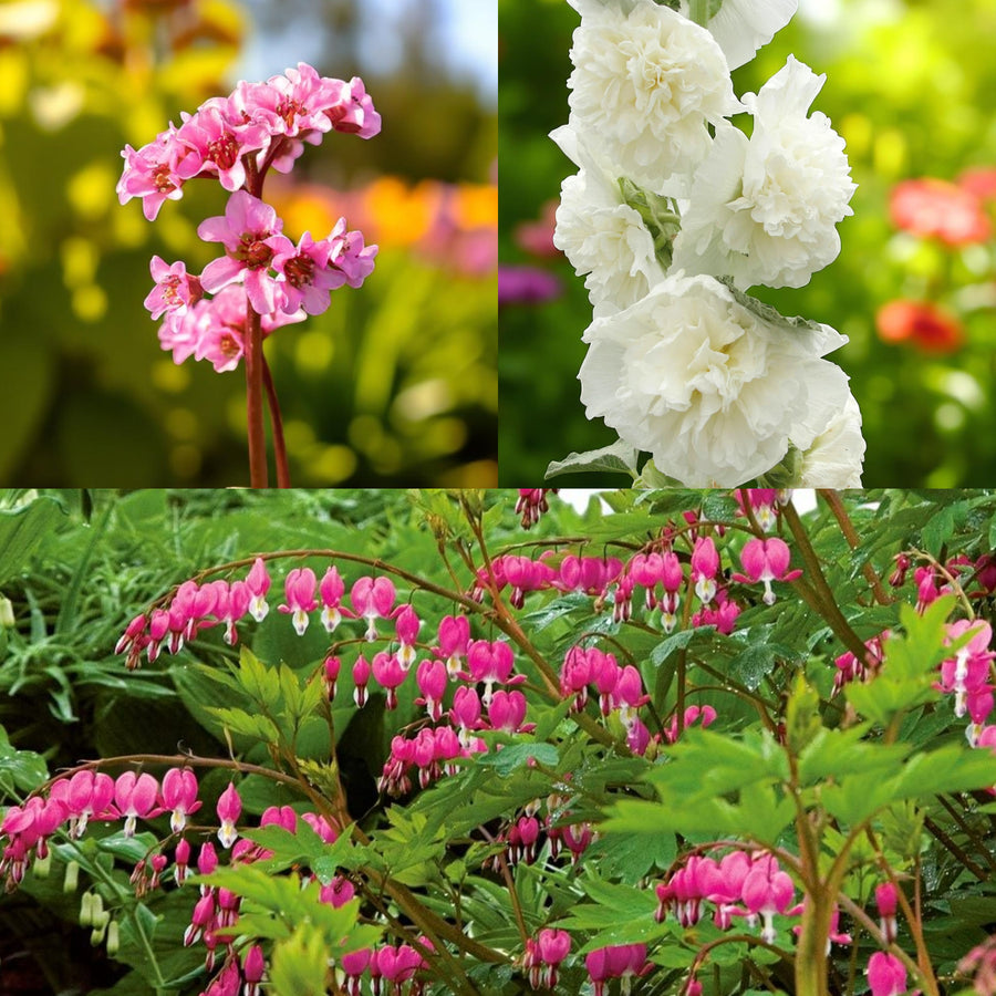Bergenia, Alcea & Dicentra Bare Root Mix  1