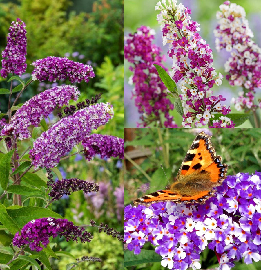 Buddleja 'Berries and Cream' Buddleja 'Berries and Cream' image1 1