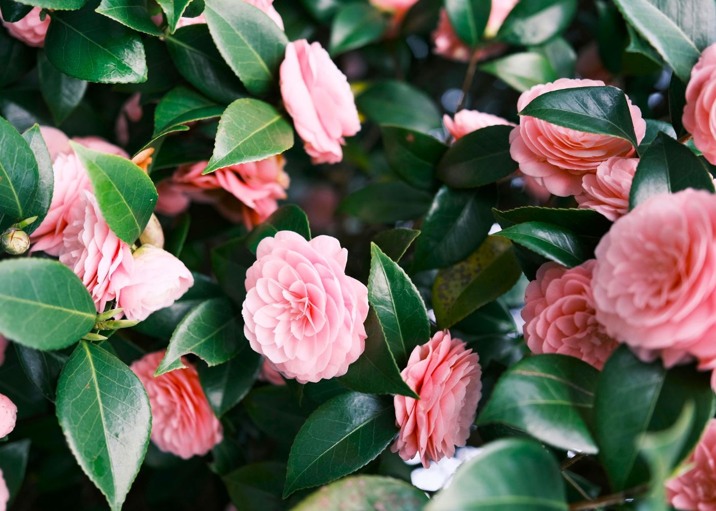 mother's day plant gifts