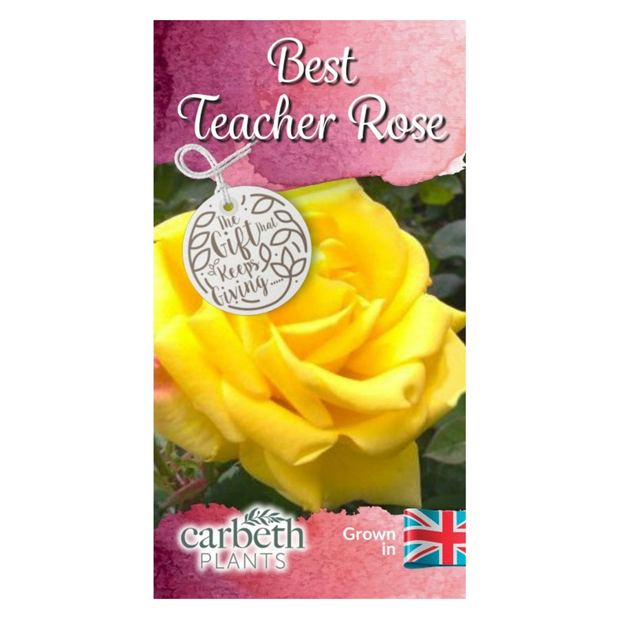 Best Teacher Rose Bush Gift Wrapped Best Teacher Rose Bush Gift Wrapped image2 2