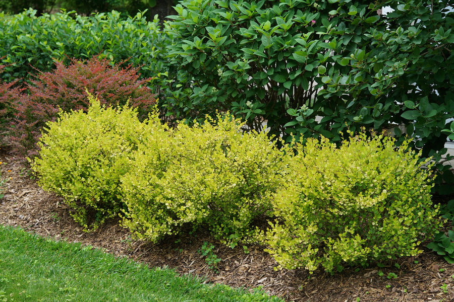 Betula Nana Golden Treasure betula-nana-golden-treasure-1 3