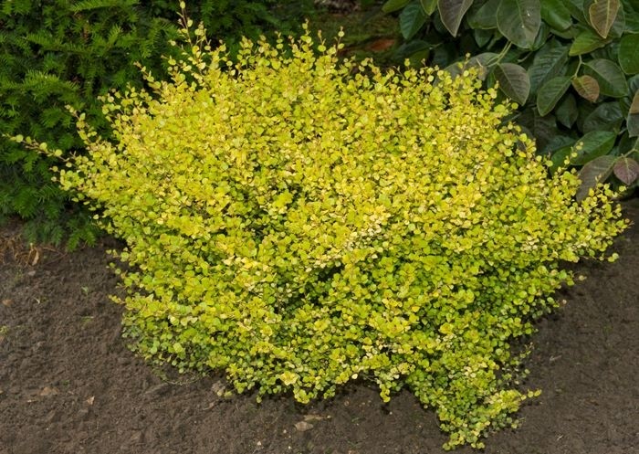 Betula Nana Golden Treasure betula-nana-golden-treasure 5