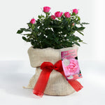 Best Friend Forever Rose Bush Gift Wrapped  1