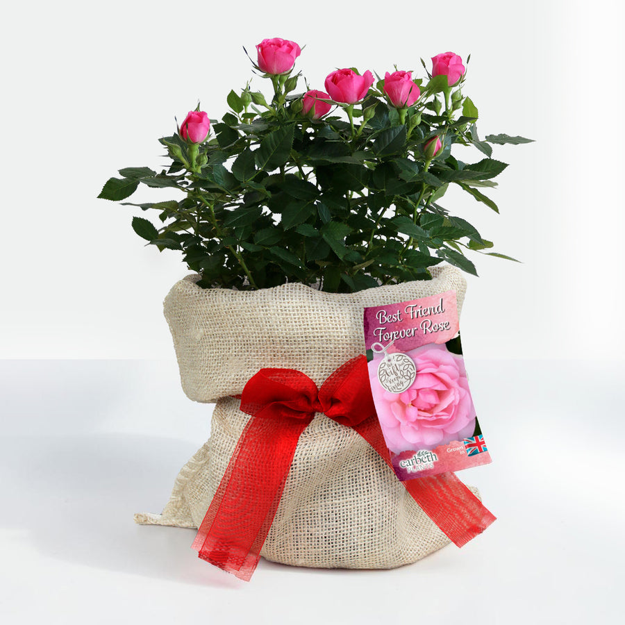 Best Friend Forever Rose Bush Gift Wrapped  1