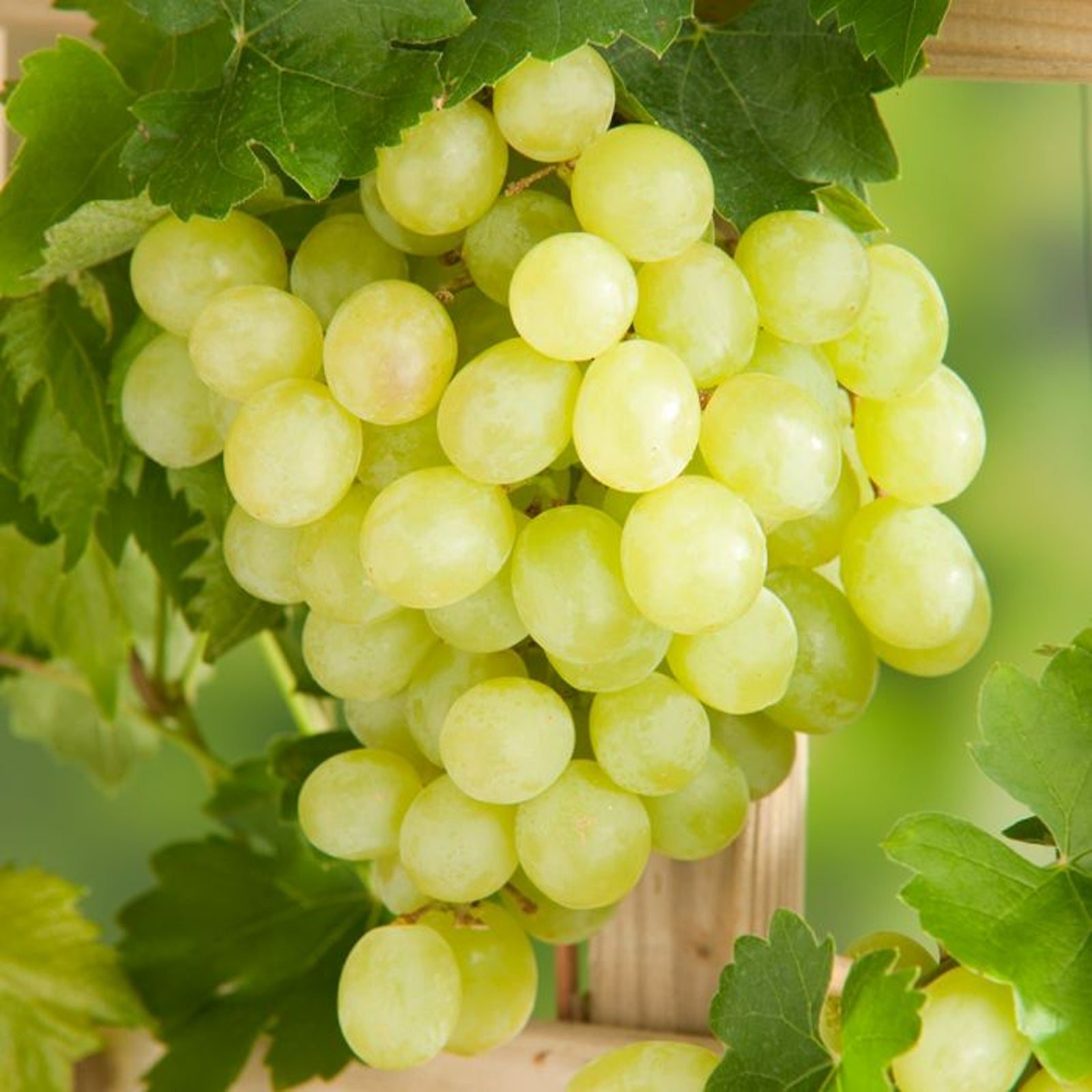 Grape Vine Plant Vitis Bianca