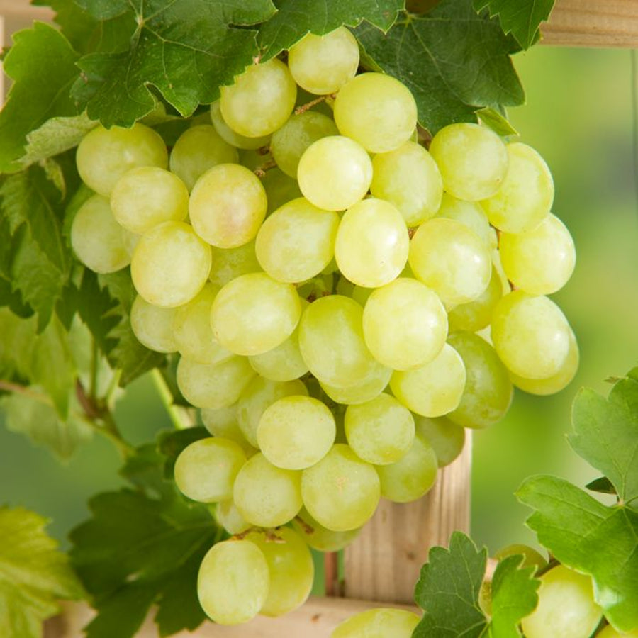 Grape Vine Plant  8
