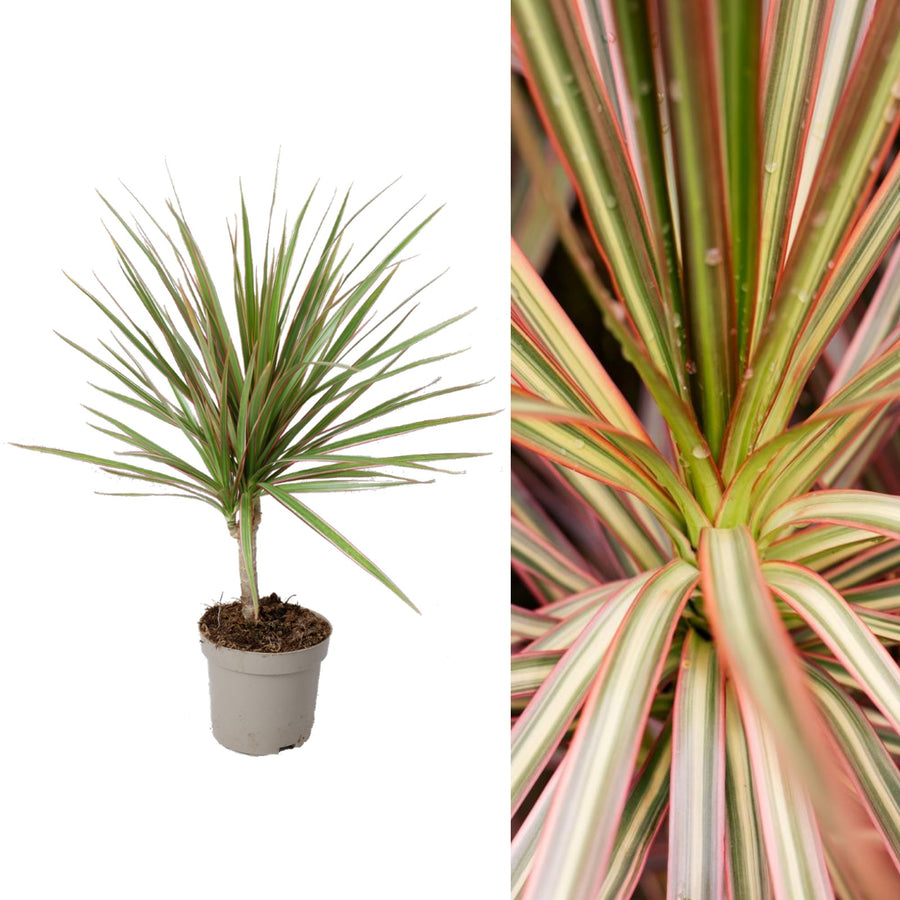 Dracaena marginata 'Bicolour' bicolour 2