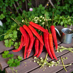 Chilli Pepper Plant  5