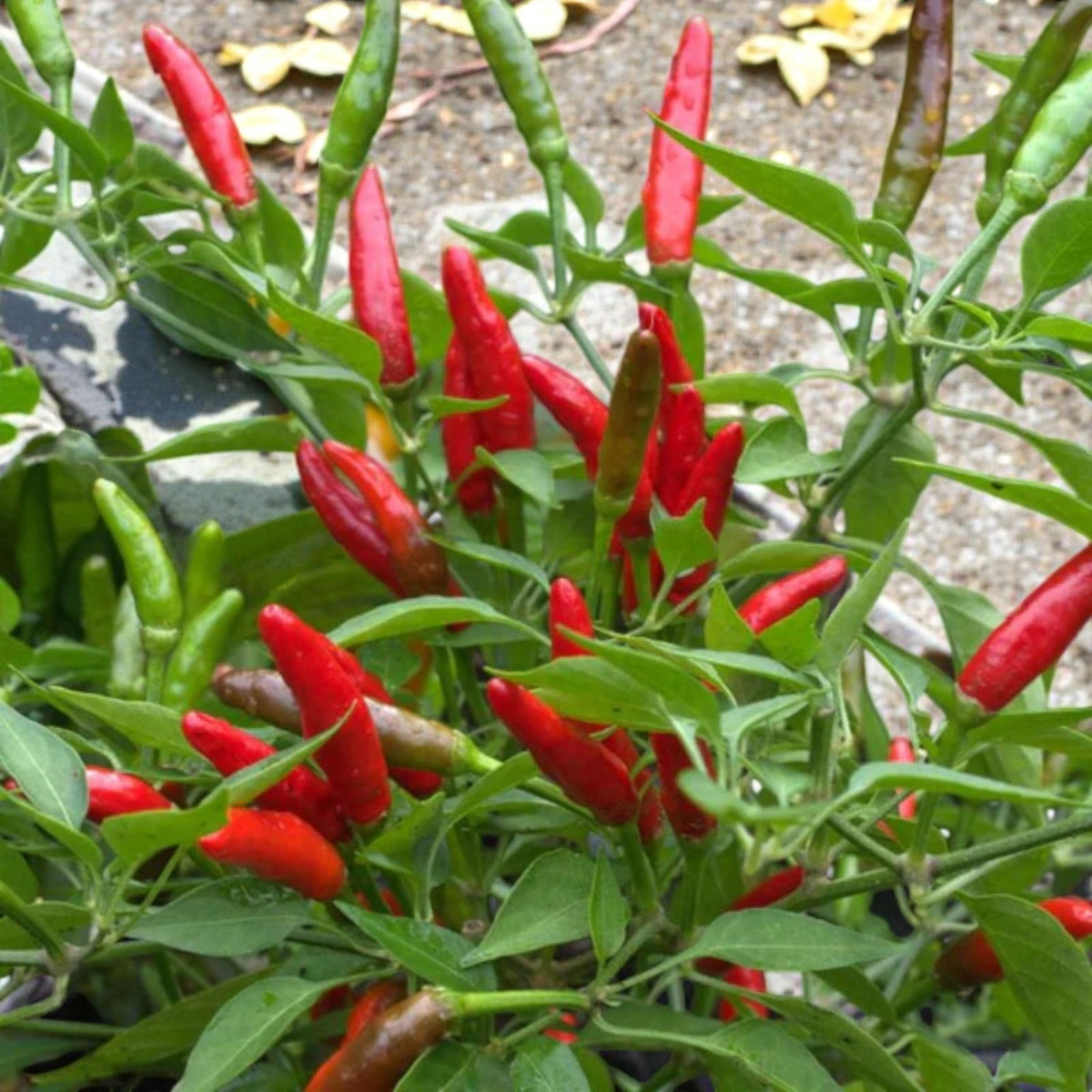 Chilli Pepper Plant