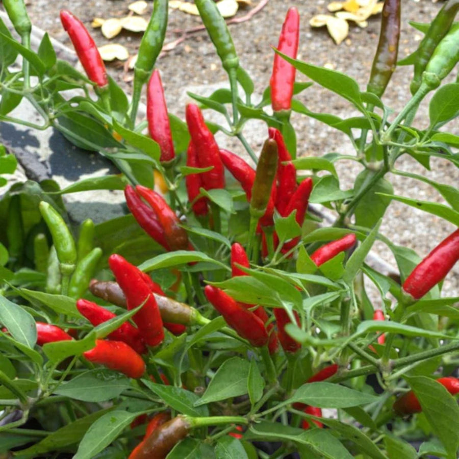 Chilli Pepper Plant  6