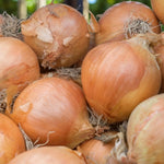 Shallot Sets  7