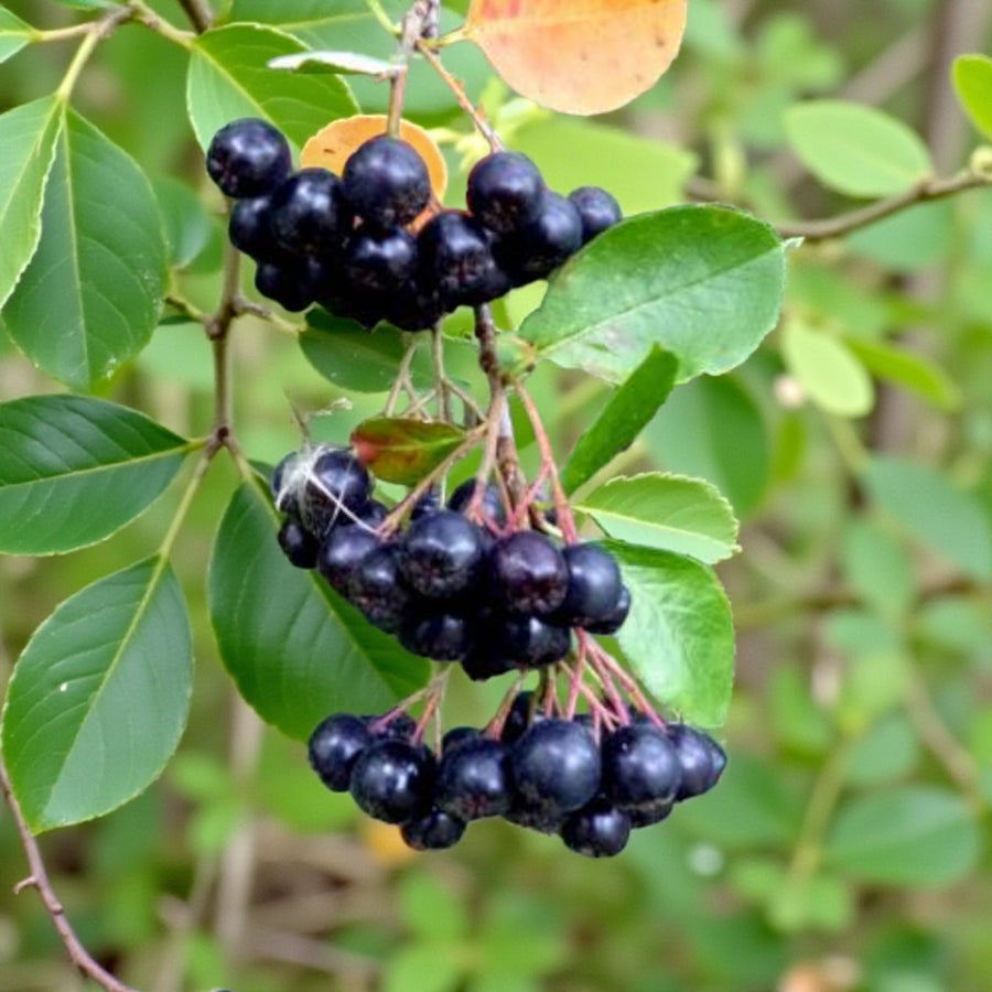 Black Chokeberry Viking  4