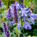 Monarda, Agastache & Helenium Bare Root Mix  3