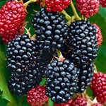 Blackberry Bush - Rubus Thornless  2