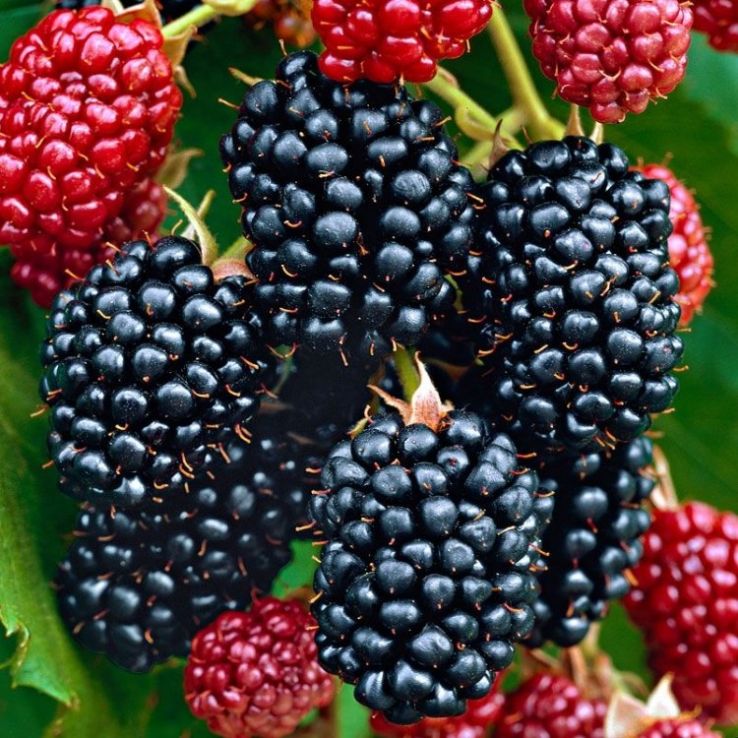 Blackberry Bush - Rubus Thornless  2