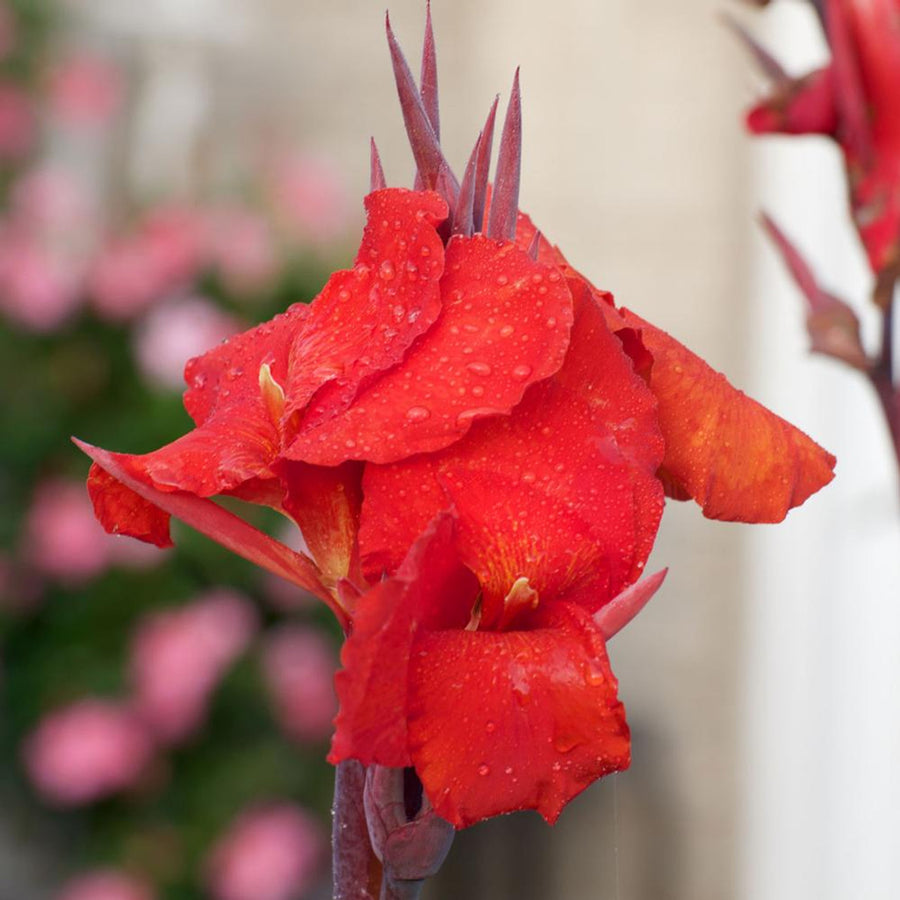 Canna Tropicanna Black blackcanna 3