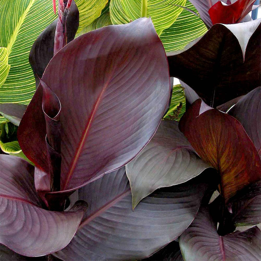 Canna Tropicanna Black blackcanna1 4