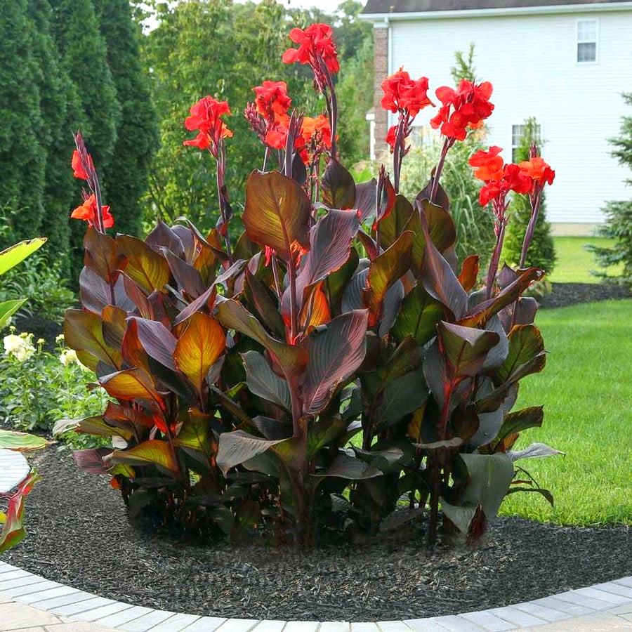 Canna Tropicanna Black blackcanna2 5