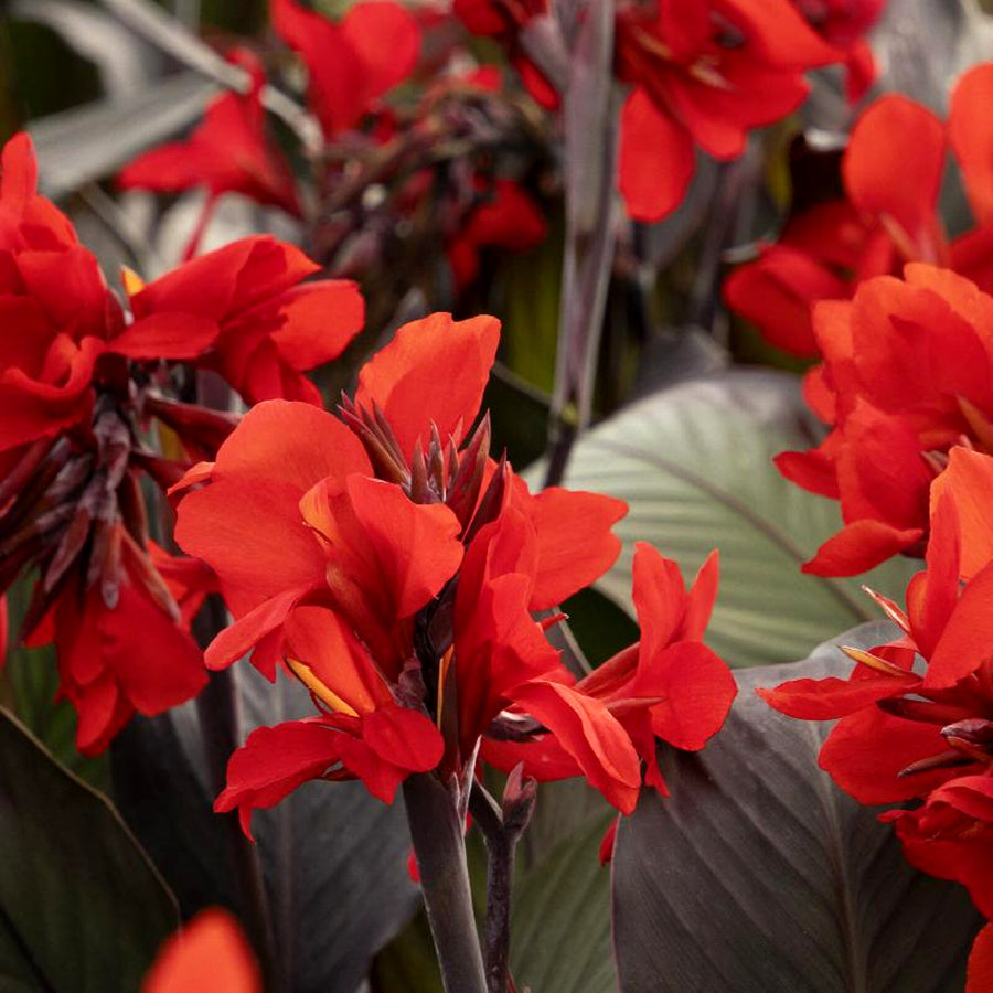 Canna Tropicanna Black blackcanna3 1