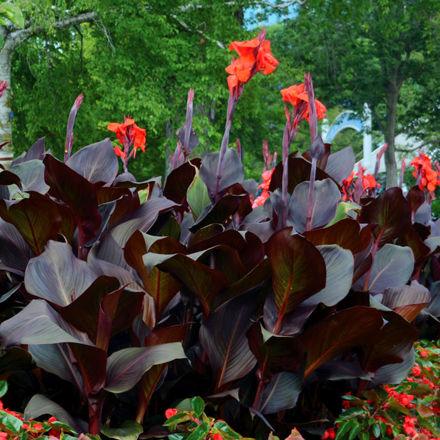 Canna Tropicanna Black blackcanna4 2